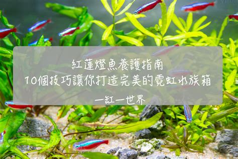 燈魚 混養|[注意] 小缸不適合飼養的燈魚！！